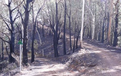 Bushfire Emergency NSW & Queensland