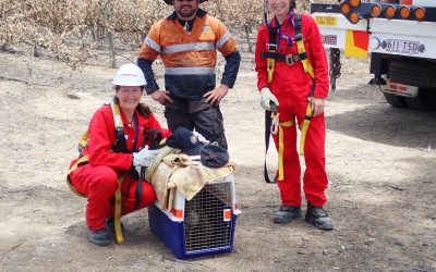 Cudlee Creek Fire, South Australia, Day 4