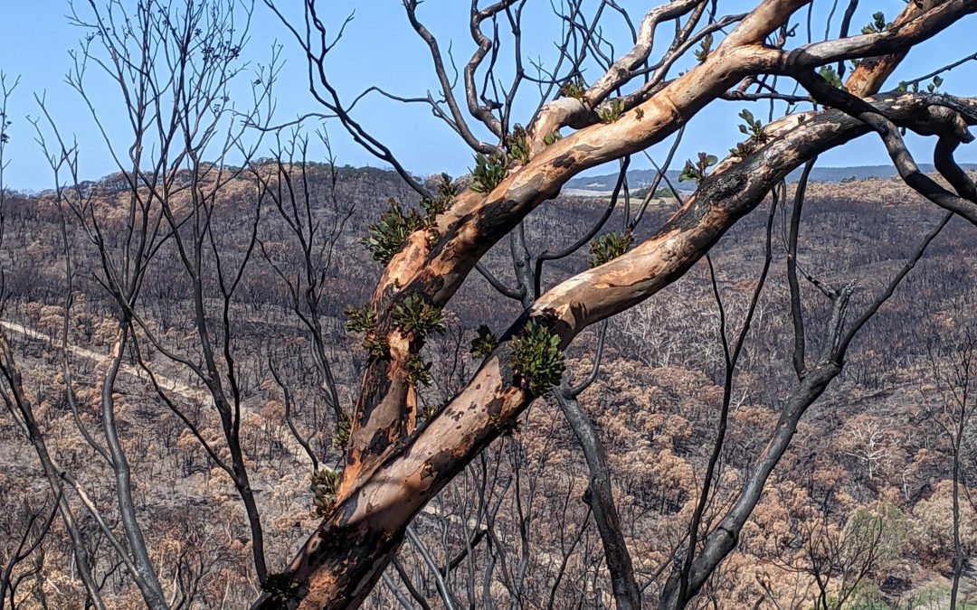 Cherry Gardens fire 26 February