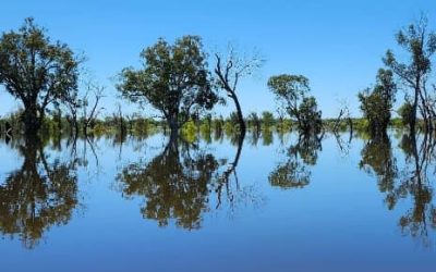 River Murray Response Day 12